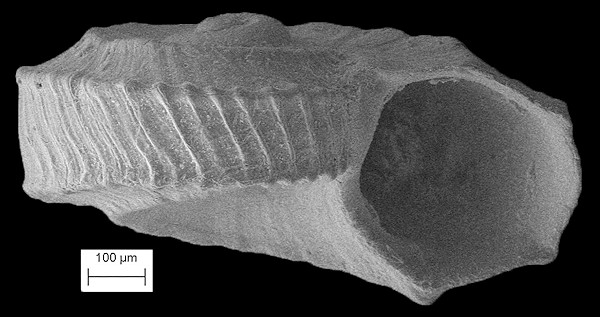 Cyclostremiscus bartschi (Mansfield, 1930)