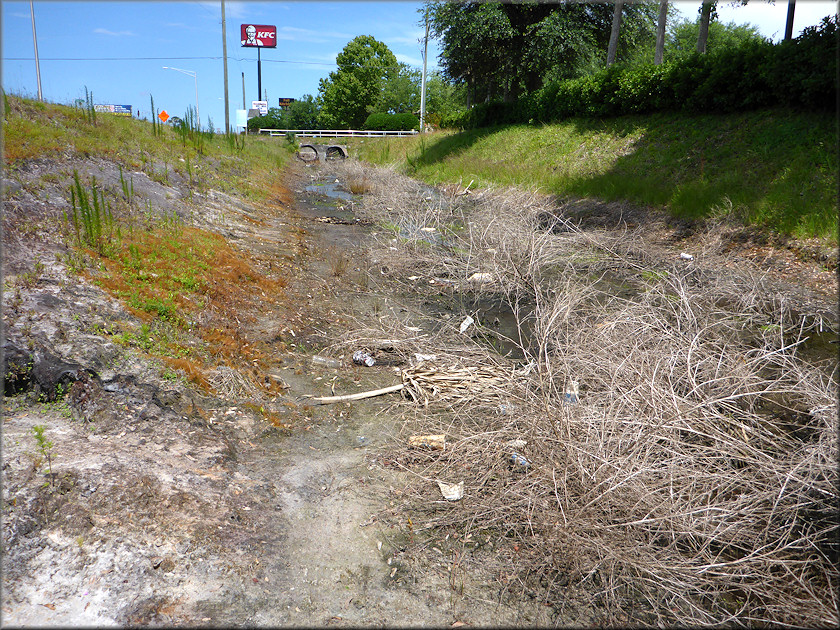 Bulimulus sporadicus Habitat At The U. S. Post Office At 11770 Beach Boulevard (6/1/2015)