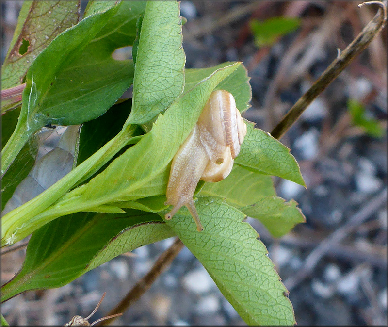 Praticolella mexicana K. Perez, 2011 "Peripatetic Scrubsnail" In Situ