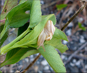 Praticolella mexicana K. Perez, 2011 "Peripatetic Scrubsnail" In Situ