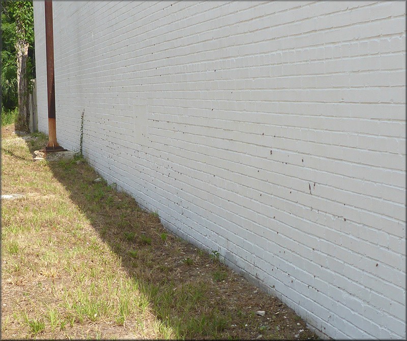 Bulimulus sporadicus On North Pearl Street In Downtown Jaksonville