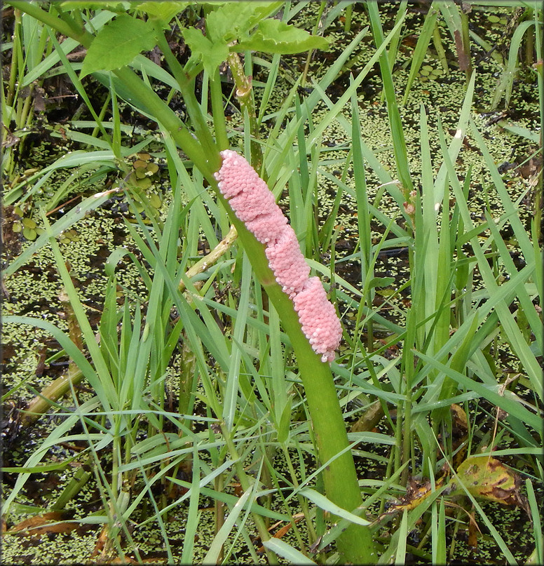 Pomacea maculata egg clutch in Julington Creek 5/17/2016