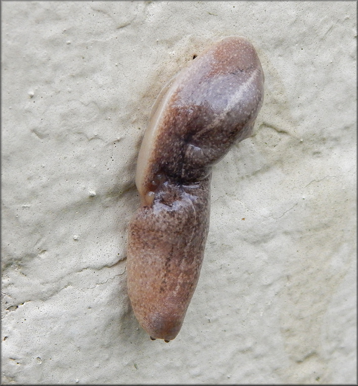 Leidyula floridana (Leidy, 1851) Florida Leatherleaf 