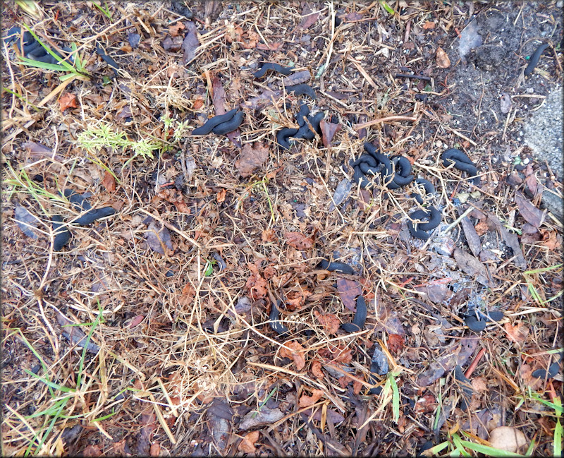 Belocaulus angustipes (Heynemann, 1885) Black-velvet Leatherleaf (5/18/2016)