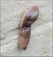 Leidyula floridana (Leidy, 1851) Florida Leatherleaf 