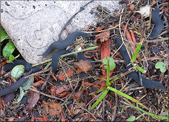 Belocaulus angustipes (Heynemann, 1885) Black-velvet Leatherleaf Along Cortez Road