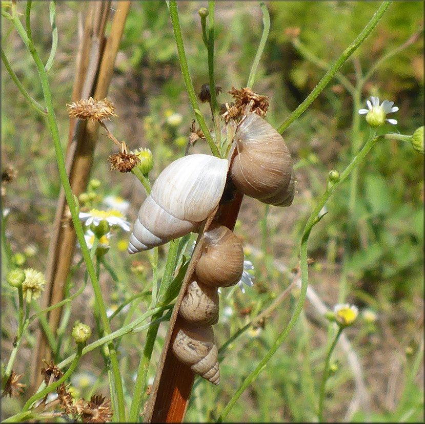 Bulimulus sporadicus (d’Orbigny, 1835) In Situ