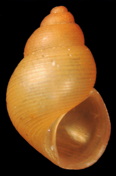 Elachisina floridana (Rehder, 1943)