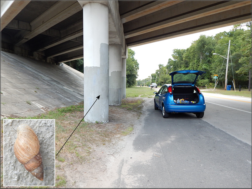 Bulimulus sporadicus At The Interstate 295 Overpass Over Davis Road Near Bubba Lane