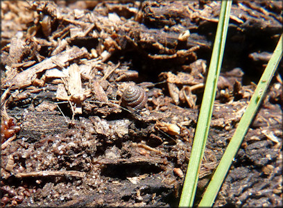 Strobilops texasianus Pilsbry and Ferriss, 1906 Southern Pinecone In Situ