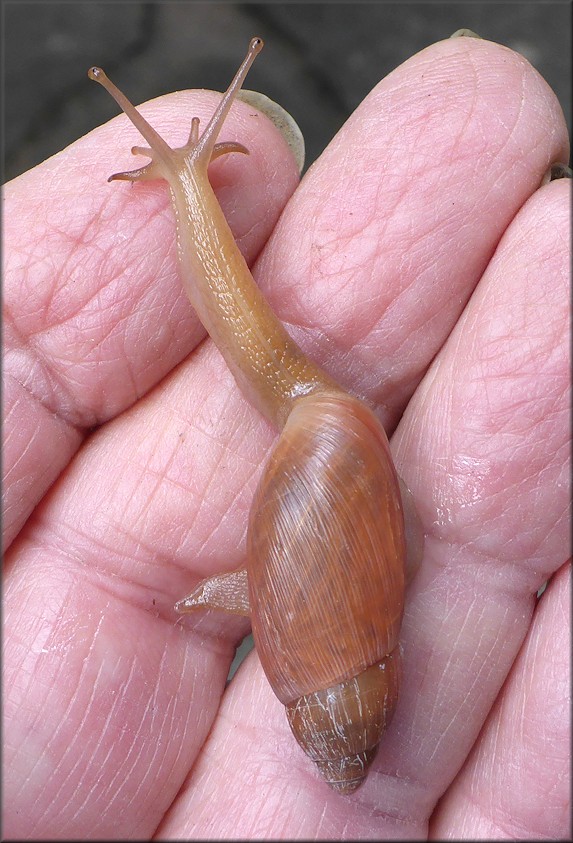 Euglandina rosea (Frussac, 1821) Juvenile