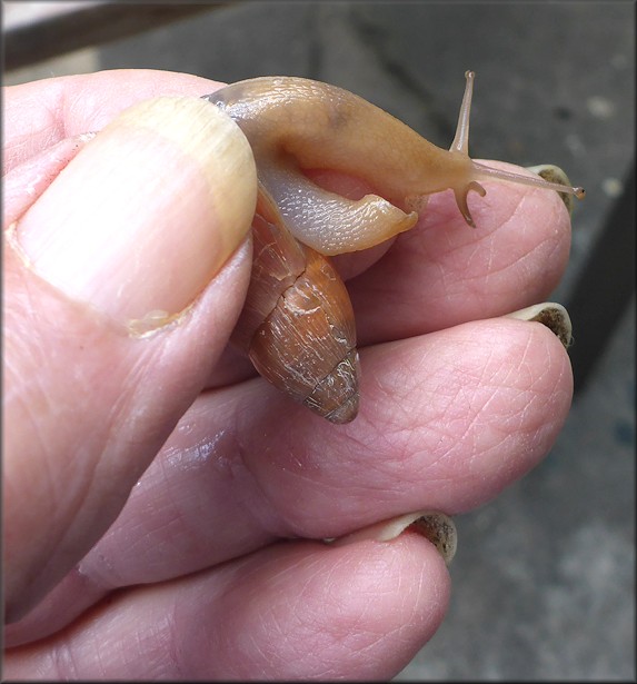 Euglandina rosea (Frussac, 1821) Juvenile