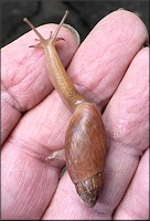 Euglandina rosea (Frussac, 1821) Juvenile