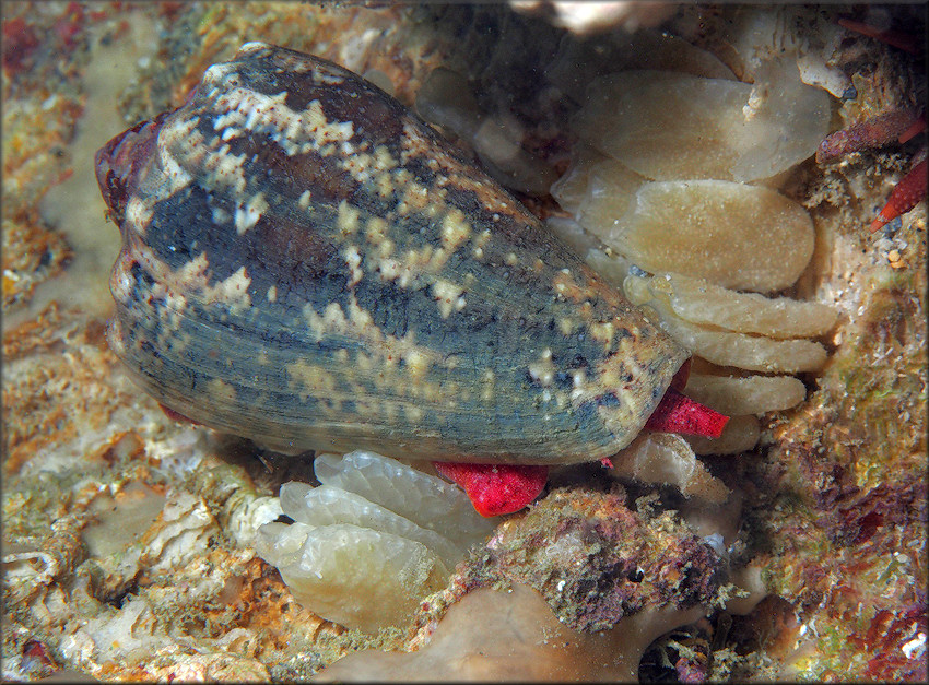 Conus regius Gmelin, 1791 Crown Cone With Eggs