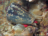 Conus regius Gmelin, 1791 Crown Cone With Eggs