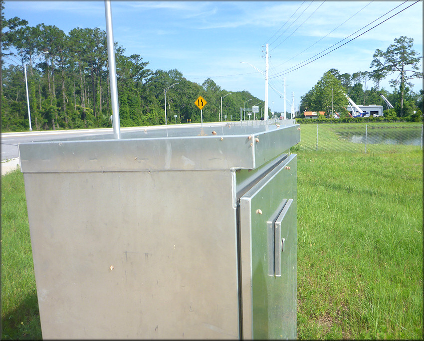 Bulimulus sporadicus At The Exit Ramp From State Road 9B To Philips Highway