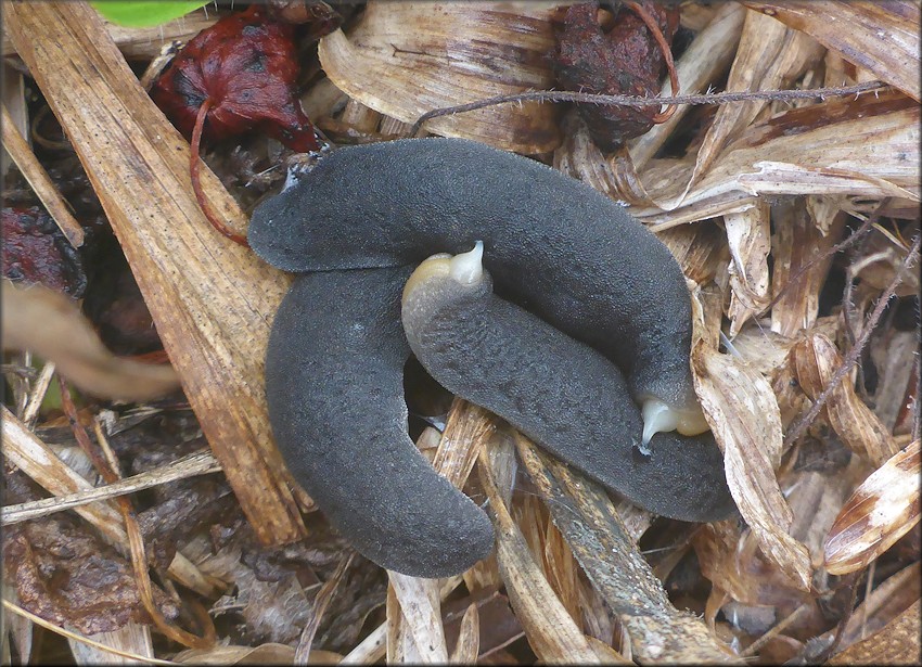 Belocaulus angustipes (Heynemann, 1885) Black-velvet Leatherleaf Mating