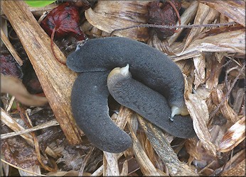 Belocaulus angustipes (Heynemann, 1885) Black-velvet Leatherleaf Mating