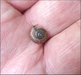 Mesodon thyroidus (Say, 1817) White-lip Globe Tiny Juvenile