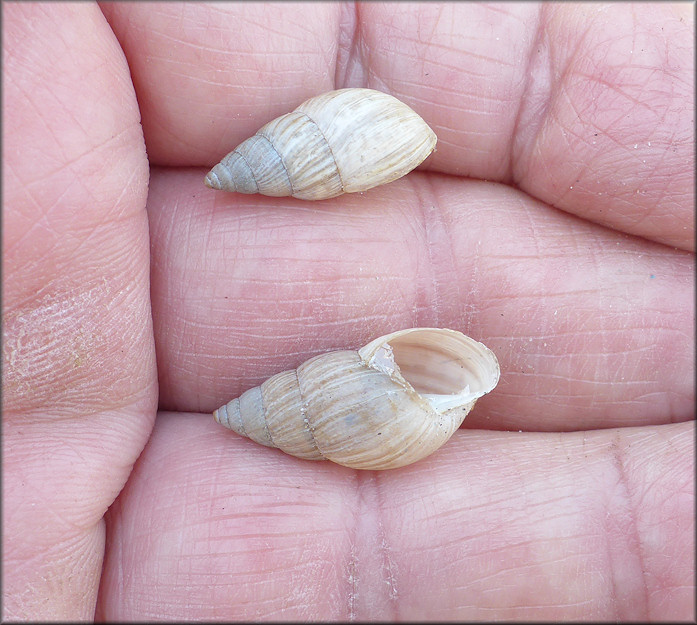 Bulimulus sporadicus On St. Augustine Road At the Florida East Coast Railroad Crossing