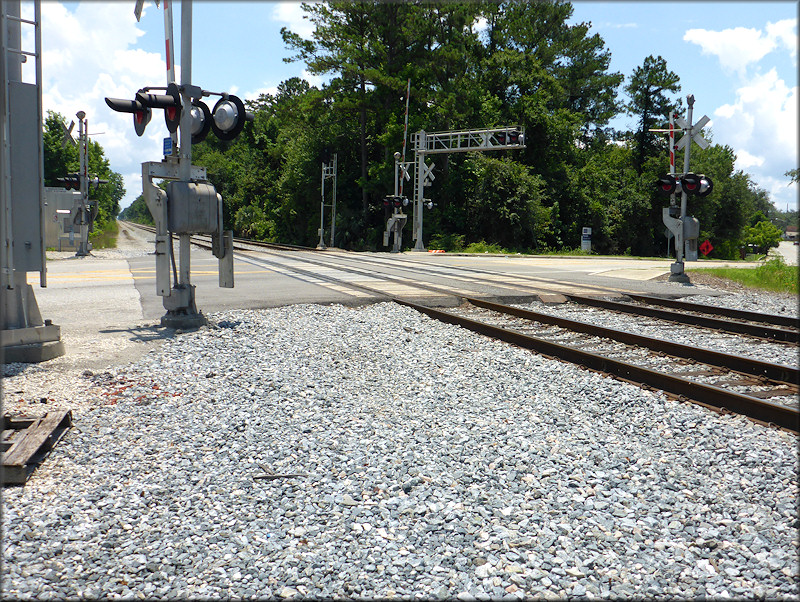 Bulimulus sporadicus On St. Augustine Road At the Florida East Coast Railroad Crossing