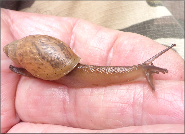 Euglandina rosea (Frussac, 1821) Juvenile