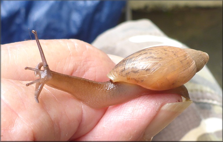 Euglandina rosea (Frussac, 1821) Juvenile