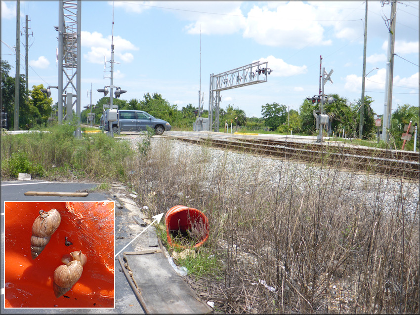 Bulimulus sporadicus On Emerson Street At the Florida East Coast Railroad Crossing