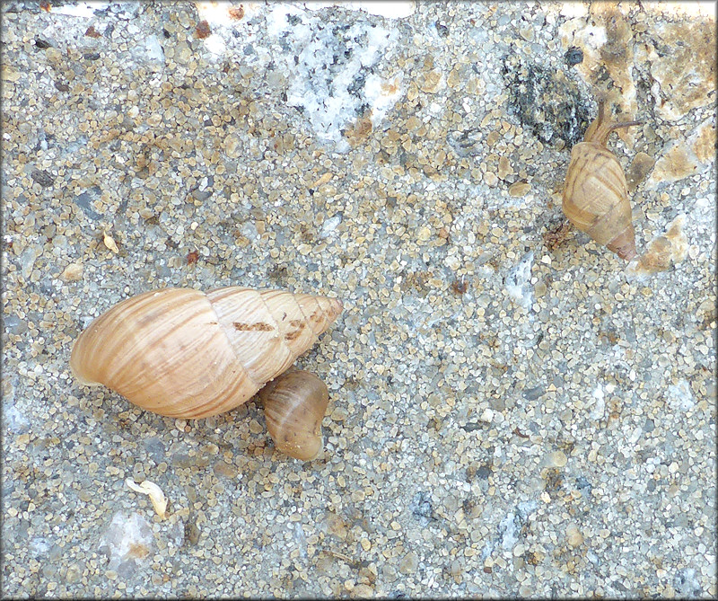 Bulimulus sporadicus On Atlantic Boulevard In San Marco At the Florida East Coast Railroad Crossing