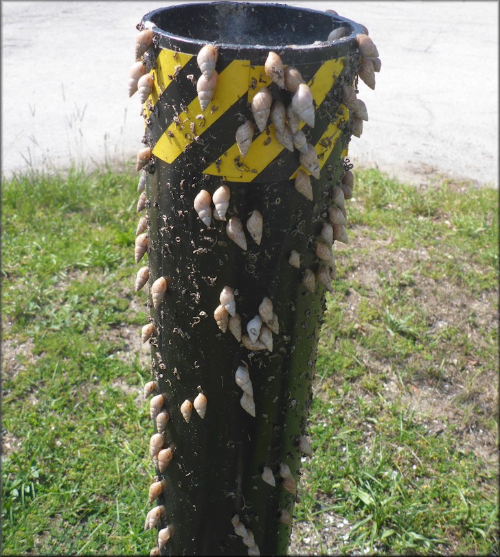 Bulimulus sporadicus On St. Sugustine Road At Wright Avenue