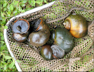 Pomacea canaliculata (Lamarck, 1822) From Drainage System Just East Of Philips Highway