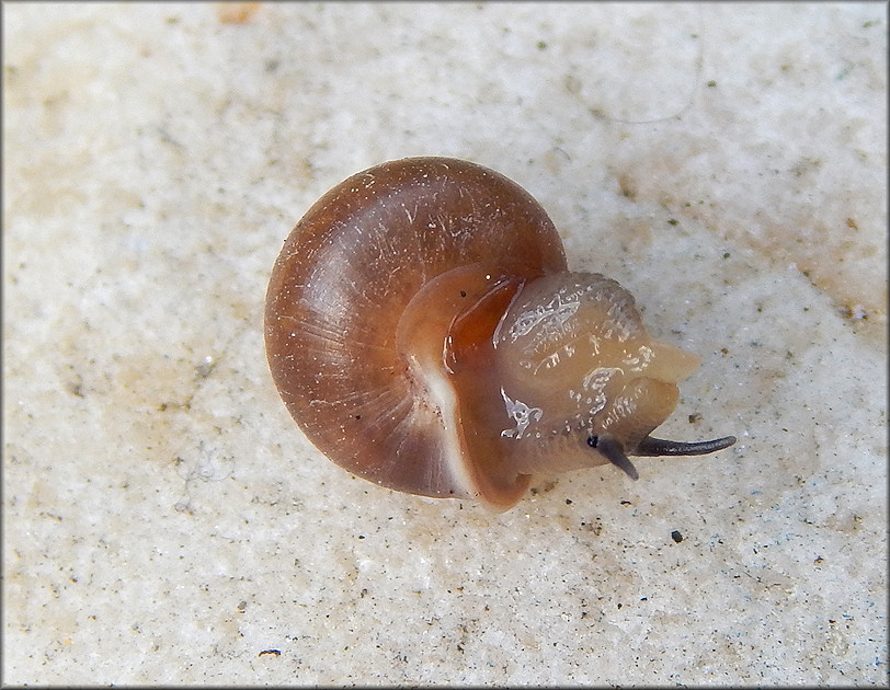 Helicina (Olygyra) orbiculata (Say, 1818) Globular Drop