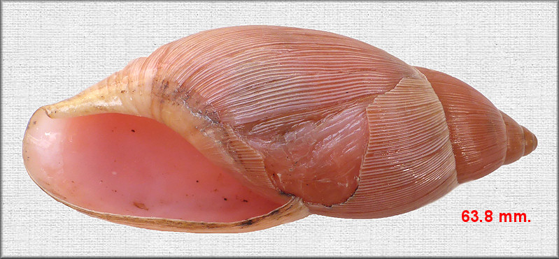 Euglandina rosea (Frussac, 1821) Rosy Wolfsnail Damaged Shell