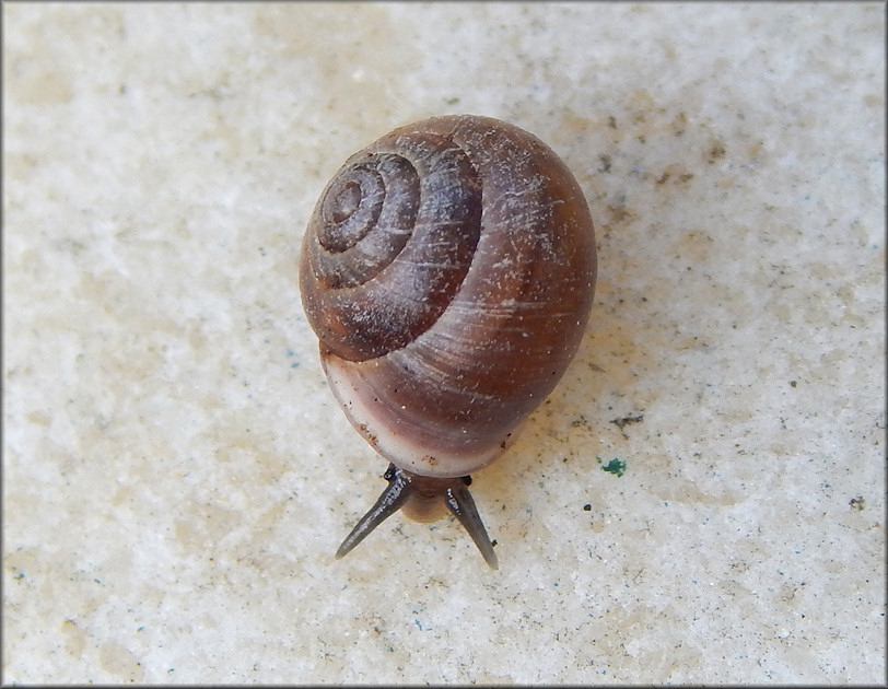 Helicina (Olygyra) orbiculata (Say, 1818) Globular Drop