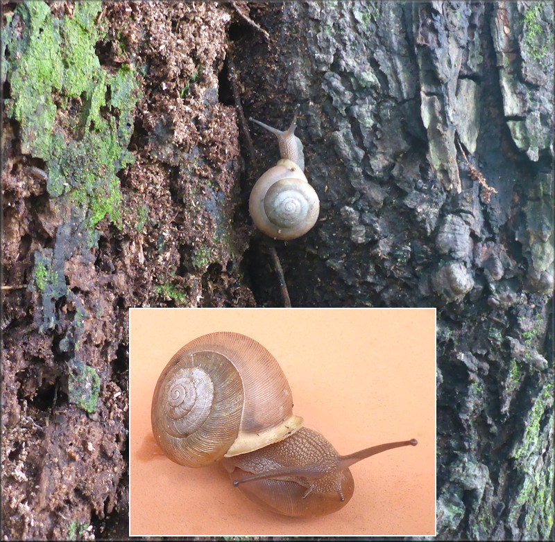 Mesodon thyroidus (Say, 1817) White-lip Globe Up Tree