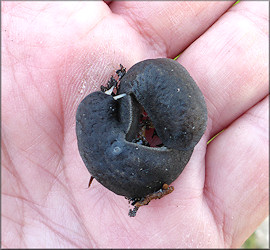 Belocaulus angustipes (Heynemann, 1885) Black-velvet Leatherleaf Mating