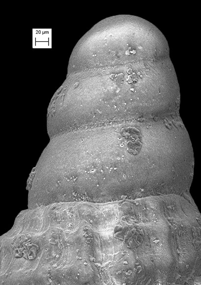 Cerithiopsis susieae Roln and Krisberg, 2014