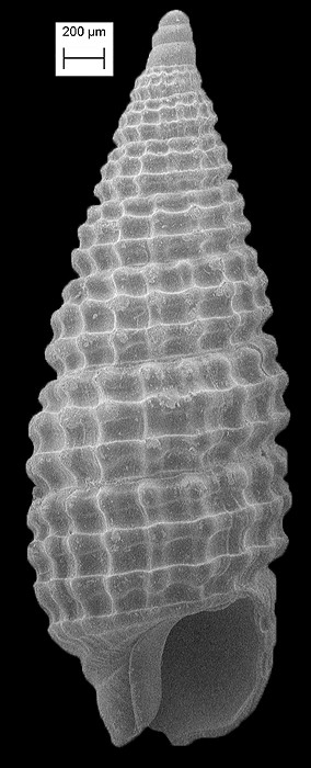 Cerithiopsis susieae Roln and Krisberg, 2014