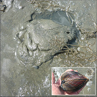 Dinocardium robustum (John Lightfoot, 1786) Atlantic Giant Cockle In Situ