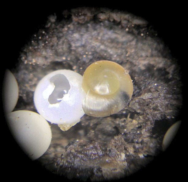 Ventridens eutropis Pilsbry, 1946 Carinate Dome Eggs And Hatchlings