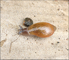 Euglandina rosea (Frussac, 1821) Juvenile