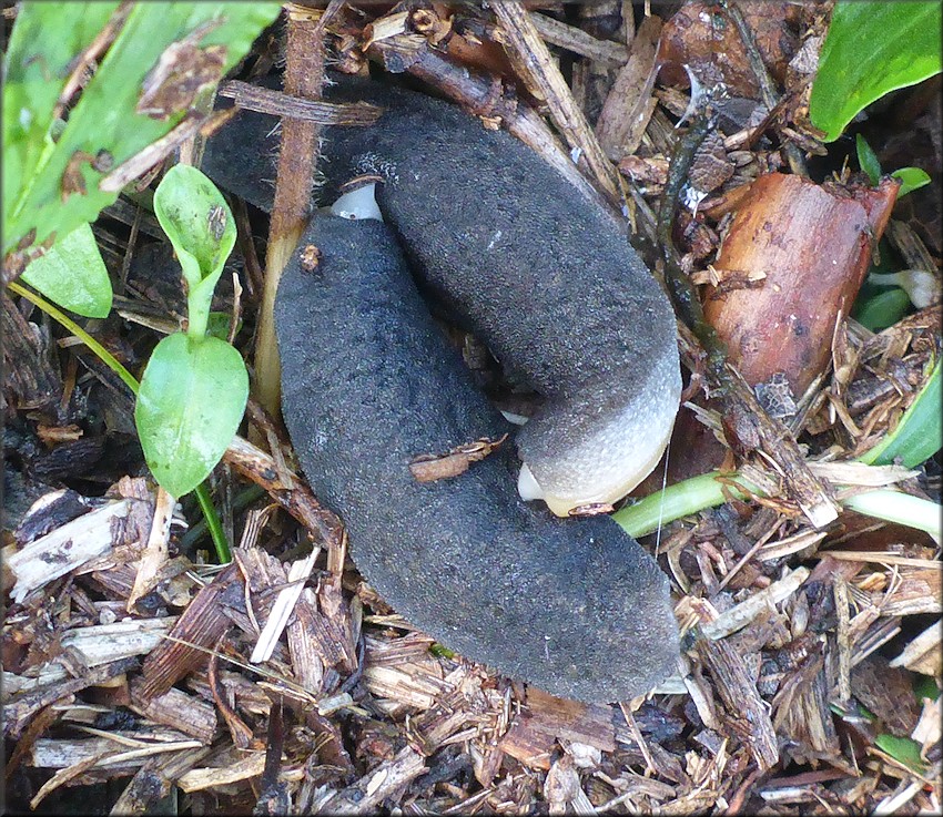 Belocaulus angustipes (Heynemann, 1885) Black-velvet Leatherleaf Mating