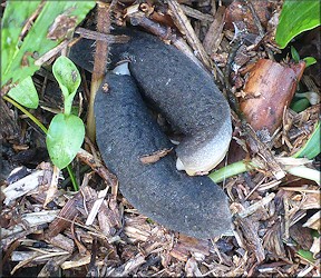 Belocaulus angustipes (Heynemann, 1885) Black-velvet Leatherleaf Mating