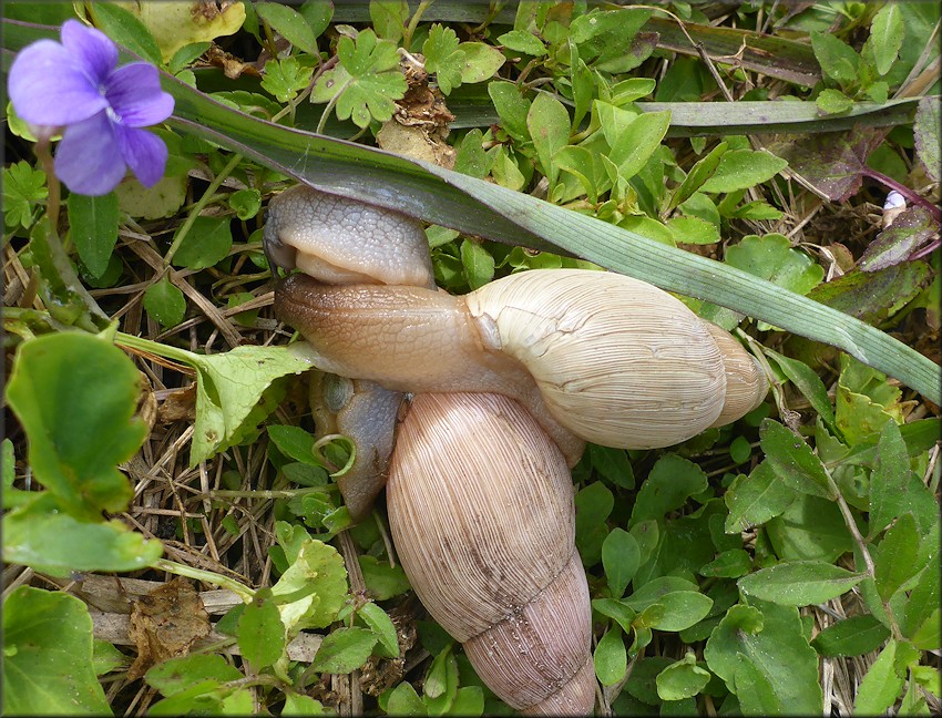 Euglandina rosea (Frussac, 1821) Mating