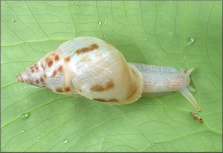 Drymaeus dormani (W. G. Binney, 1857) Manatee Treesnail