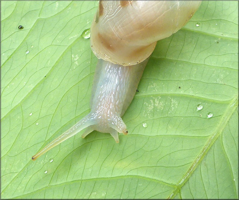 Drymaeus dormani (W. G. Binney, 1857) Manatee Treesnail