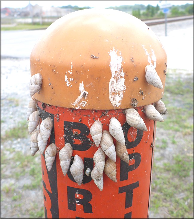 Bulimulus sporadicus At The Jacksonville Electric Authority's Northside Generating Station