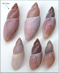 Euglandina rosea (Frussac, 1821) Variability