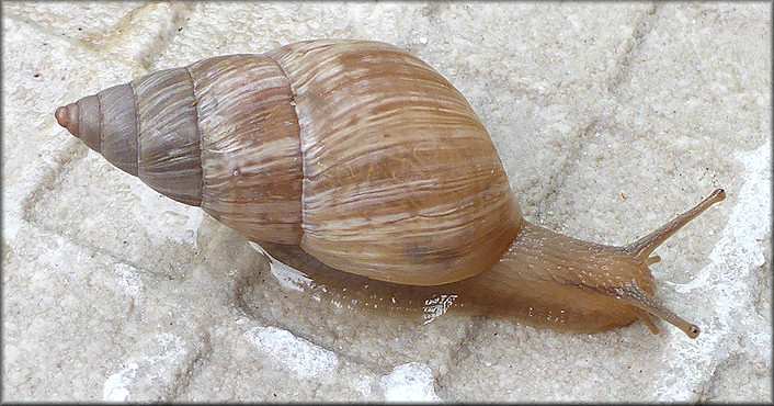 Bulimulus sporadicus (d’Orbigny, 1835)