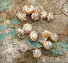 Praticolella griseola (L. Pfeiffer, 1841) Vagrant Scrubsnail